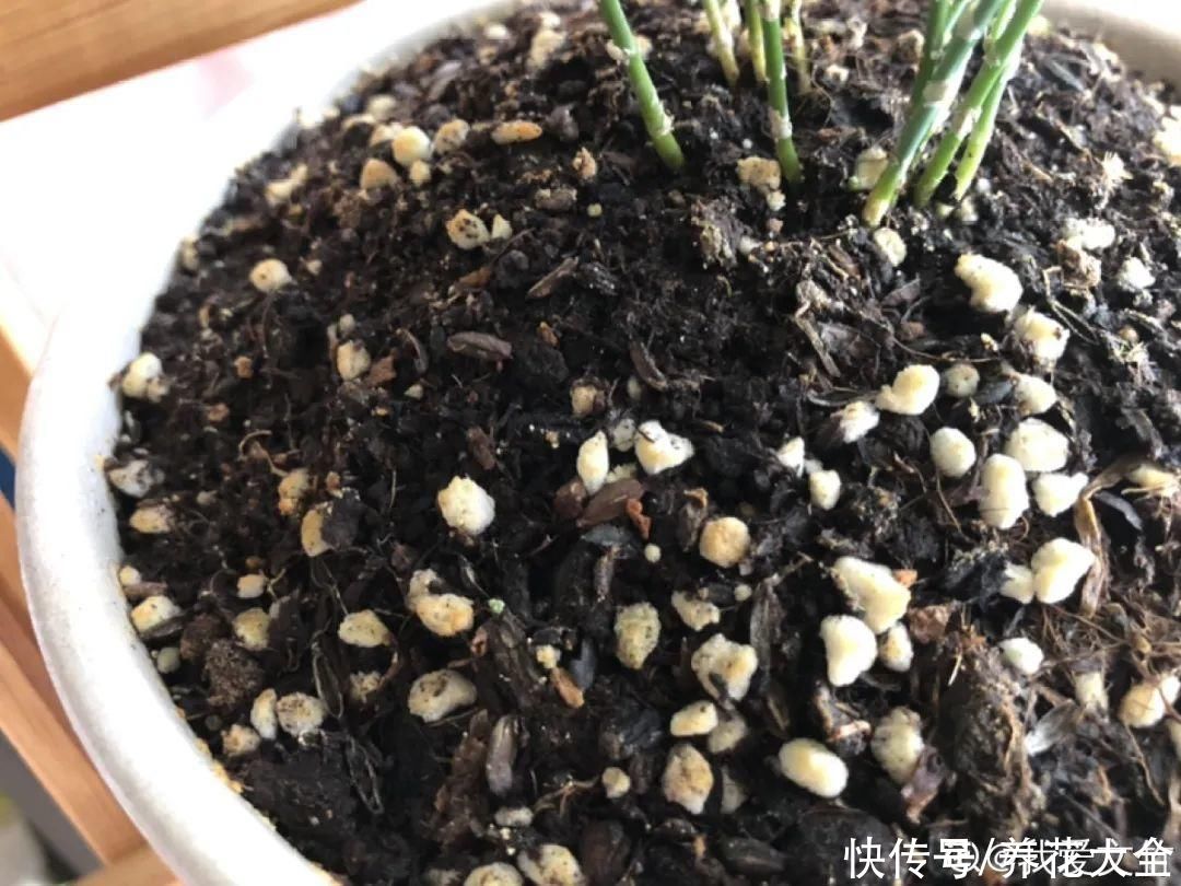 花盆里有一窝蛋，赶紧换盆，不然花都死了