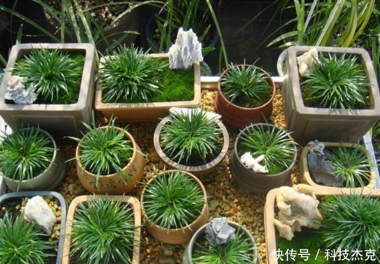 路边遇见这几种小植物，建议及时移栽，个个是好盆景