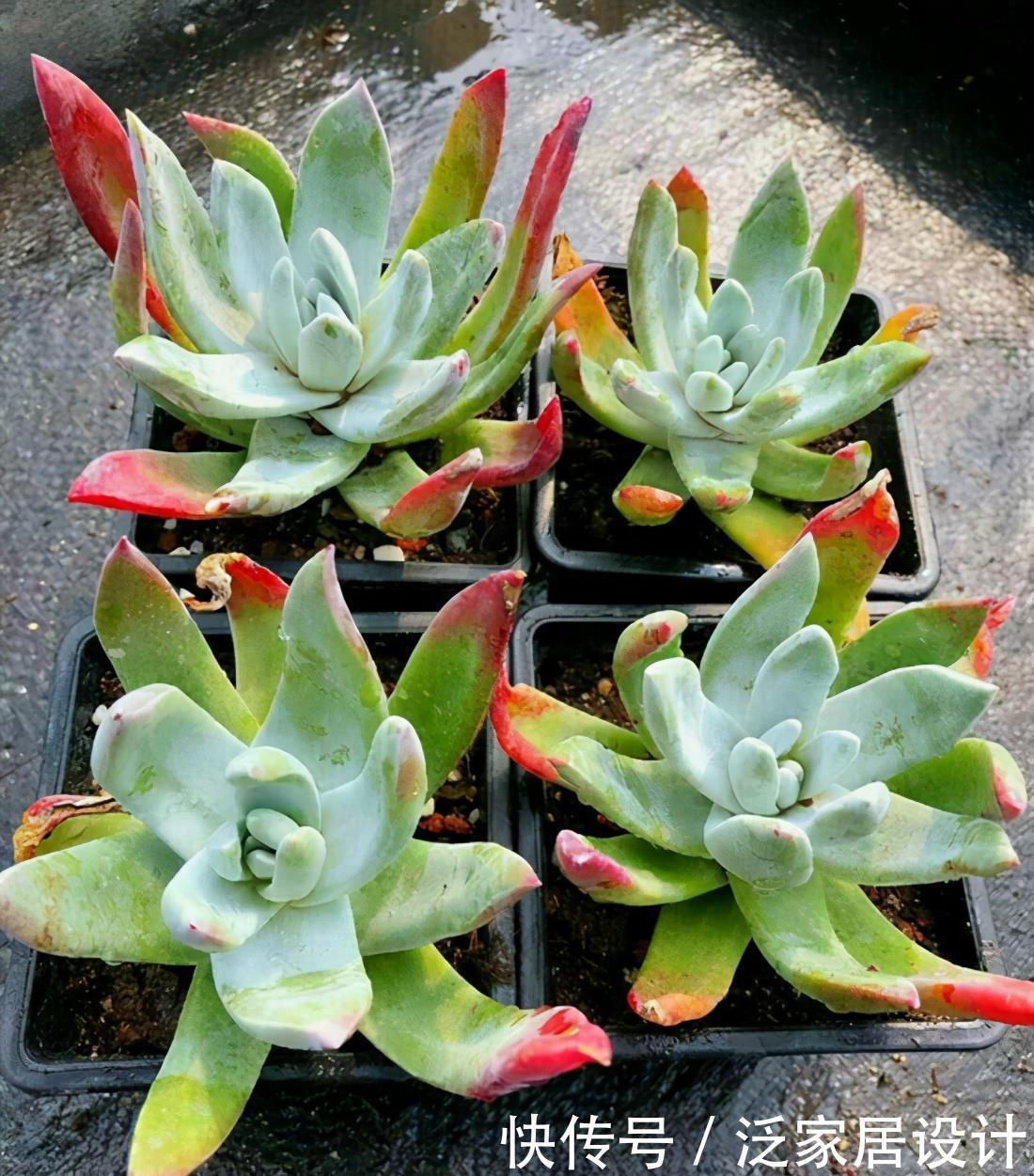 不容错过的浓颜系多肉,简介珊瑚珠、法瑞诺莎、花月夜、红霜