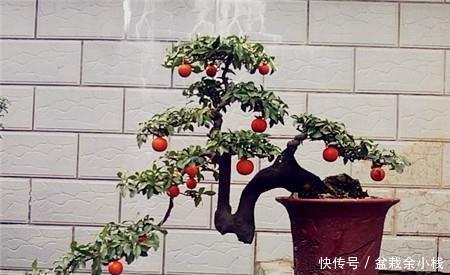 果子|3种盆栽,再贵也要养一盆,树上挂满红果子,寓意吉祥又好养