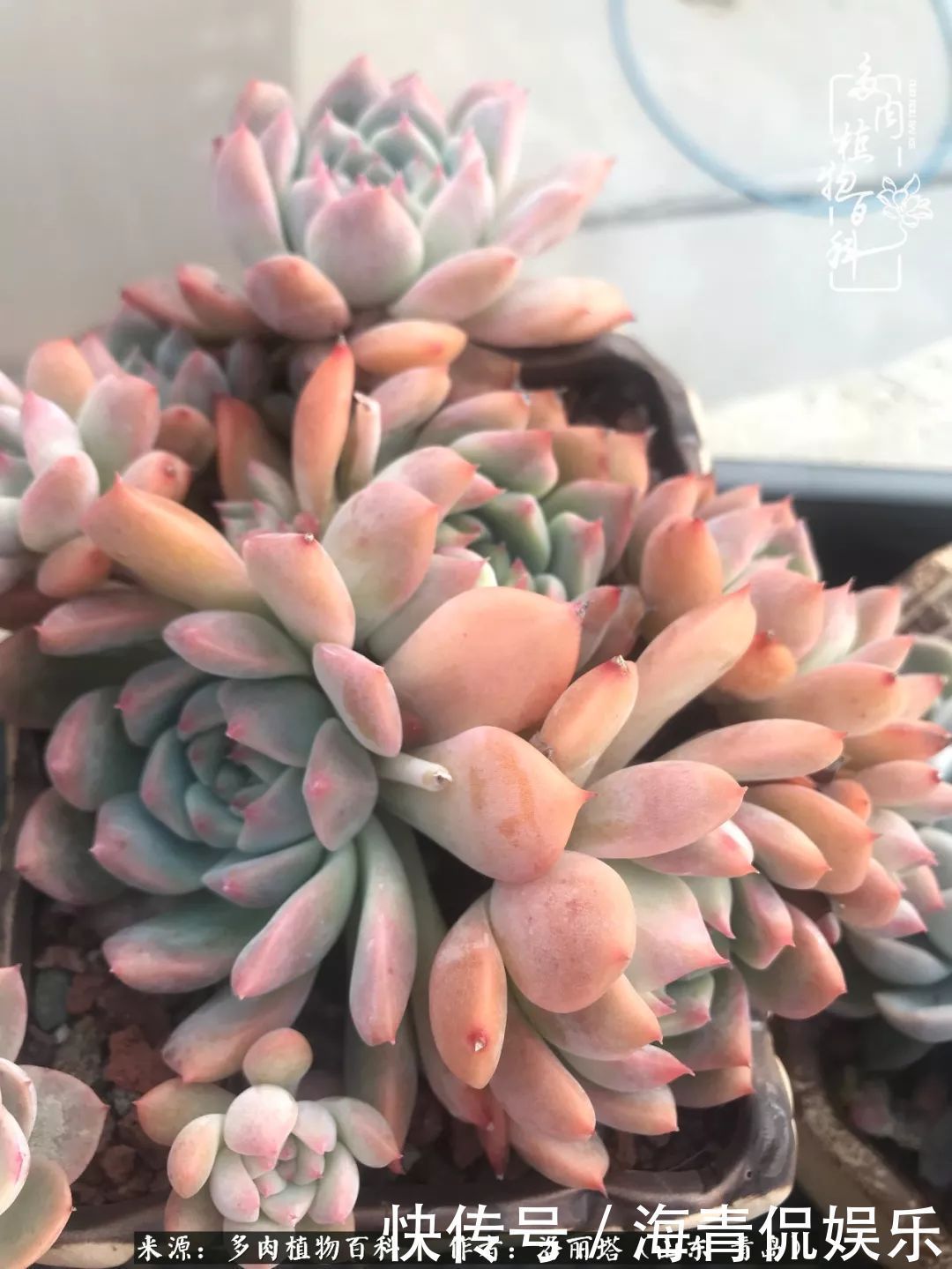 白月影|我和我的“多肉恋人”,怎么样有没有惊艳到你!