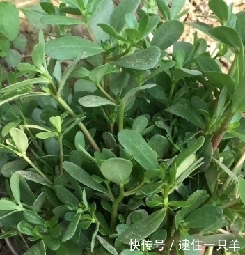 野菜|农村地里常见的几种野菜，补肾，强筋骨，吃过吗？