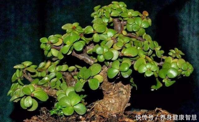 养好金枝玉叶,无非掌握“5要点”,做到位了,枝干粗壮、嫩叶窜!