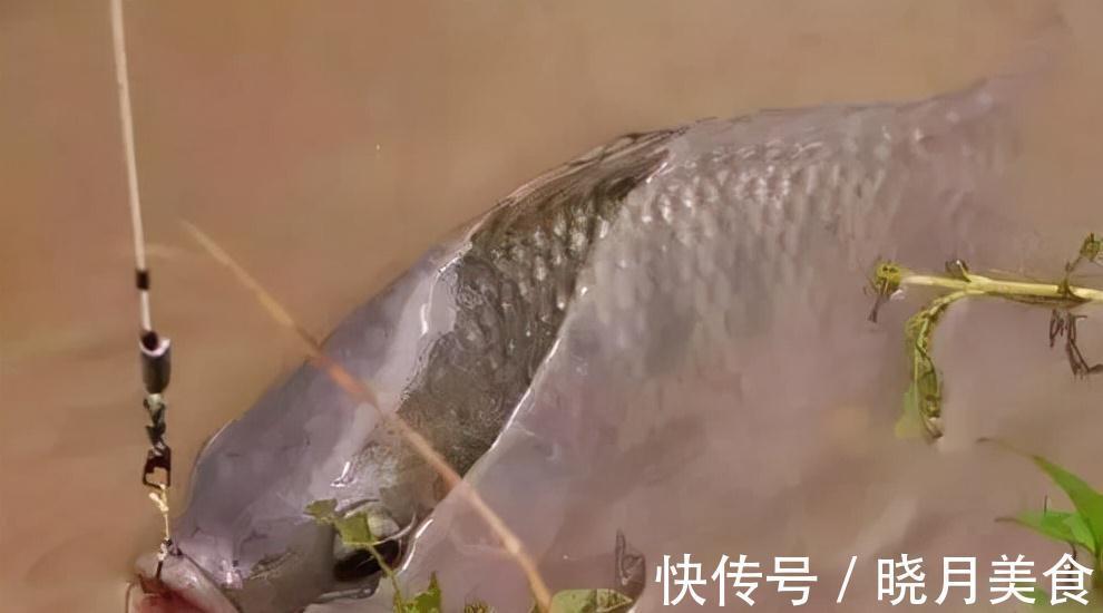 寒冬钓鲤鱼,钓饵味型这样配,天气再冷,也有鱼口