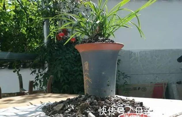 用它养兰花,一肥三效:促根、延长花期、改善水质,好多人不知道