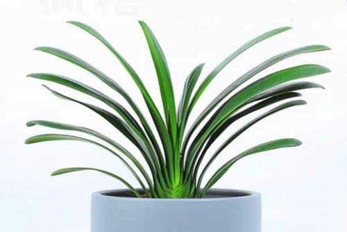 温差|兰花和君子兰不开花、不长叶、不发芽?问题就在三点,试试吧