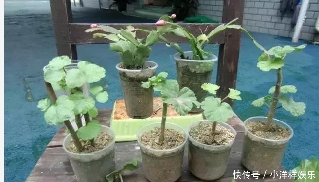 天竺葵|这些花卉盆栽随手掐根枝，插土里就能活，天冷也不怕！