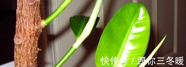 路边捡一把扔到花盆里，土壤肥的流油，根壮不腐烂，3年不用换土！