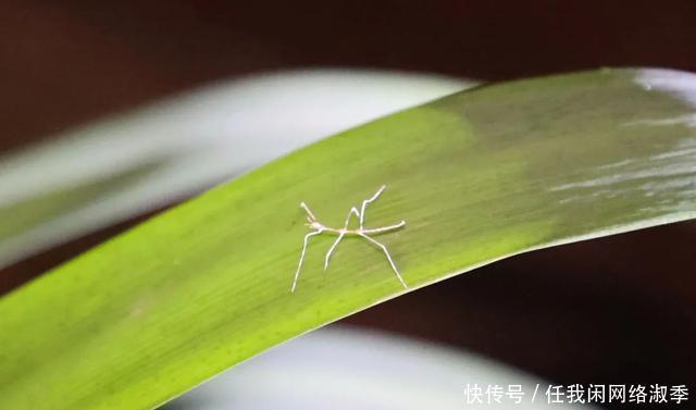 地球一小时︱探秘自然之夜，为地球发声