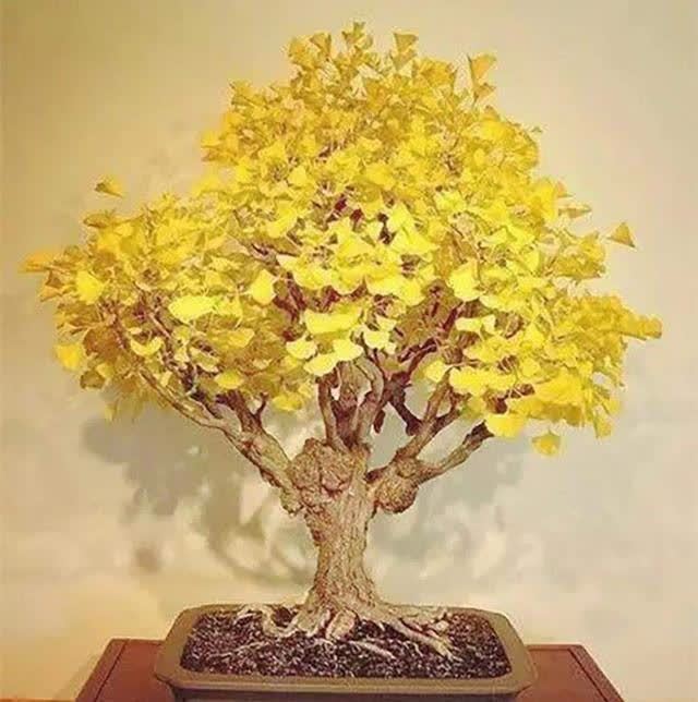 俗语:“客厅有树,十有九富”,不是迷信,为了好兆头也要养一盆