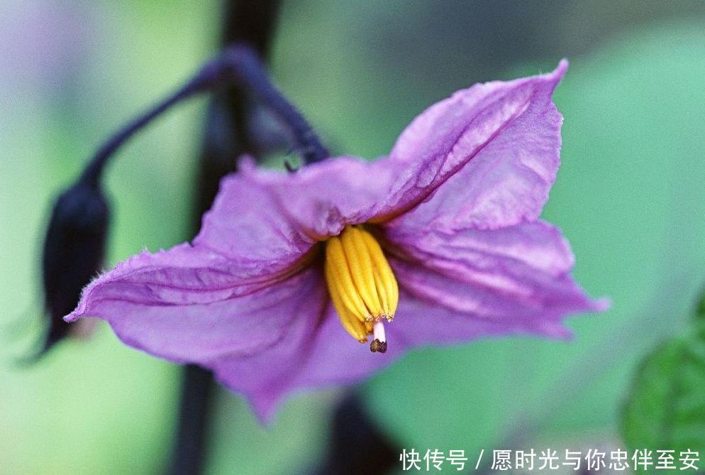 五颜六色的花，大家是否认得可以吃的“花”，对心血管有好处