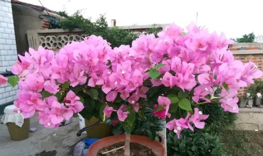 7种全年开花的植物,特别好养,喜欢养花不养它就亏了