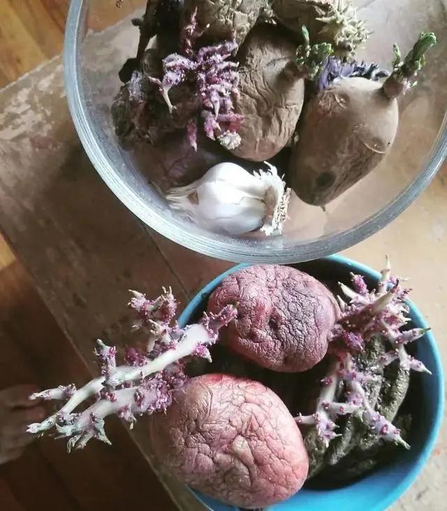 生物|土豆发芽有多恐怖!26张照片告诉你,它才是这个星球最神奇生物