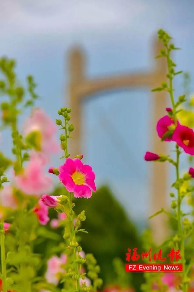 硫华菊|太美了！福州这个公园要刷屏