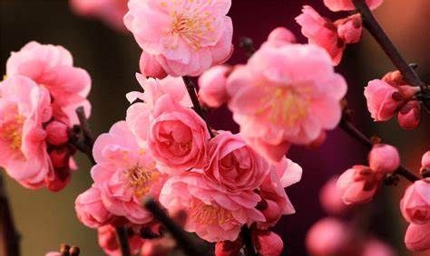 养花试试这几款,能在雪中盛开是花卉市场上非常受欢迎的花