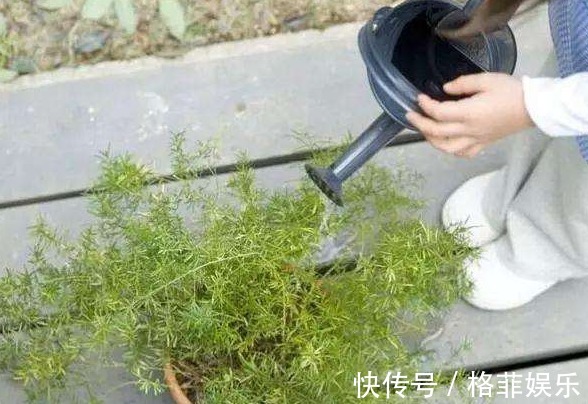 好好学习|浇花看似简单,其实有很多讲究,学会4点后,植物再也不烂根了