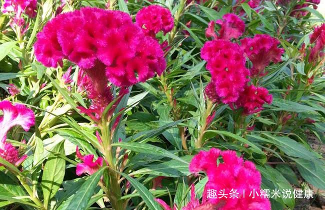 白带|十个女性九个有妇科病,常用此花泡水喝,缓解痛经,治疗白带异常