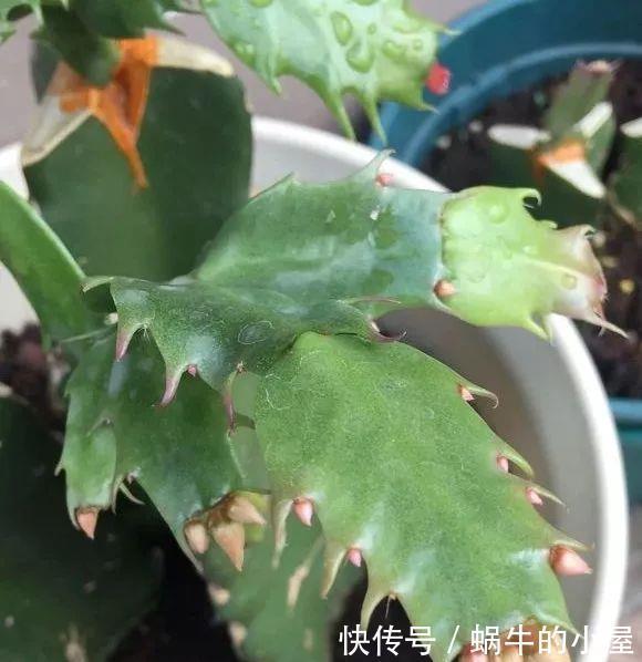 底肥|养花技巧:蟹爪兰一片叶子,蹿出10个花苞,给它喂啥好东西了