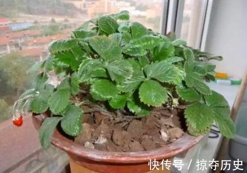 蚯蚓粪|大豆、蚯蚓粪养花,都比不上此“溶液”,半月浇一次,疯长不止!