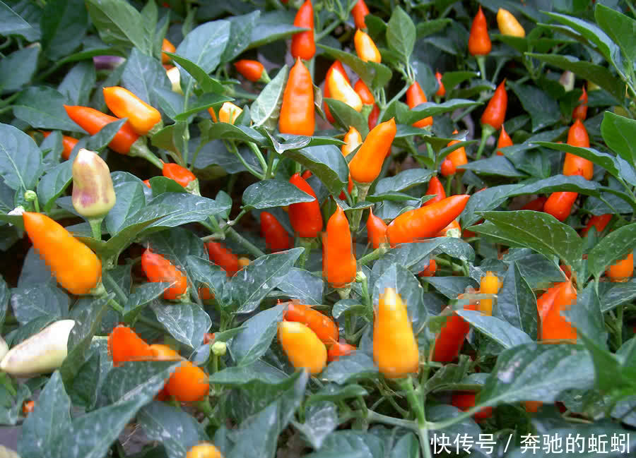 适合家养的观果盆栽,这4种你了解一下,入手不亏