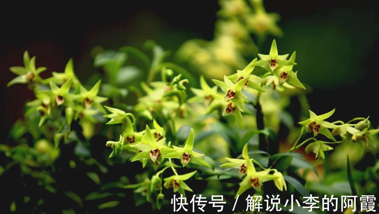 肾阴亏虚|此药养阴生津,不仅养胃阴,还入肾经、养肾阴,这2大功效太实用