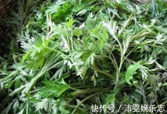 本草纲目|农村一种最常见的野菜，如今一斤15元成稀罕货，营养价值高