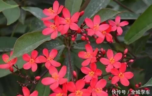 什么花四季开这3种别错过,天天在家赏花!