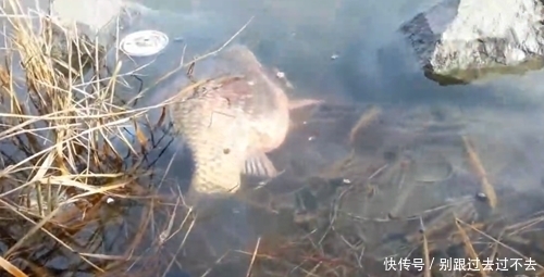 钓获比巴掌还大的野生鲫鱼，而后放生，钓友：不想钓上这种鱼