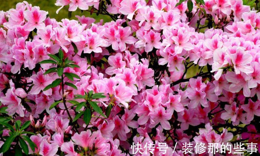 绕道|5种漂亮花,南方随便养开满枝,北方朋友请绕道,易黄叶长不好