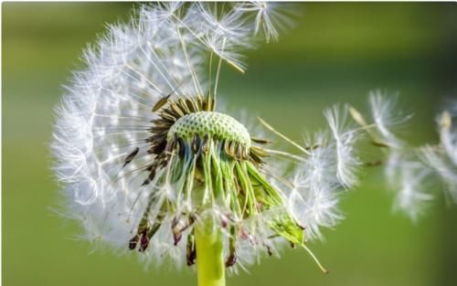 蒲公英泡水|27岁女子喝蒲公英养肝，坚持半年后，她的身体好了吗？值得学吗？