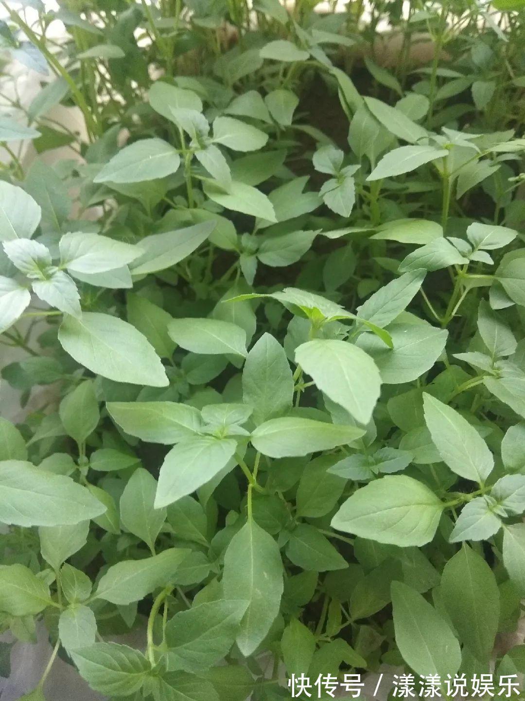 荆芥|7种花最干净,门口、窗台放一盆,蚊虫不敢靠近!