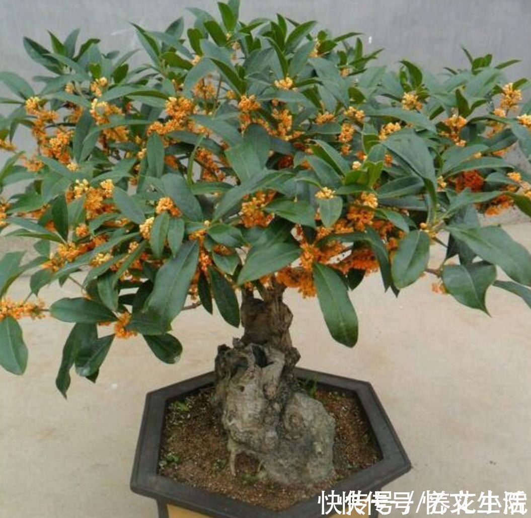 发财树|养花不如养树,5种“富贵树”,摆在家里招财又旺宅