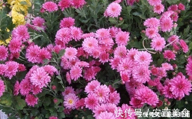 风雨兰|3种花不种就亏了,种1次年年都开花,耐寒又好养,开花非常美!