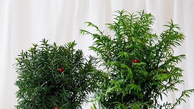 最近家里又多了一员，净化空气的小能手，落地款红豆杉