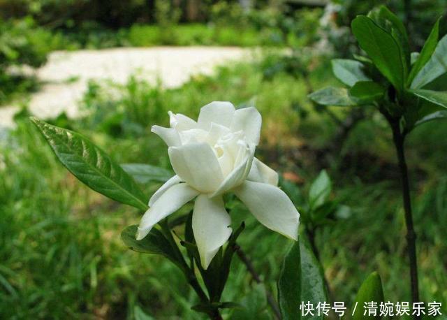 这东西|这东西不难找,栀子扦插有“它”相助,谁也会操作