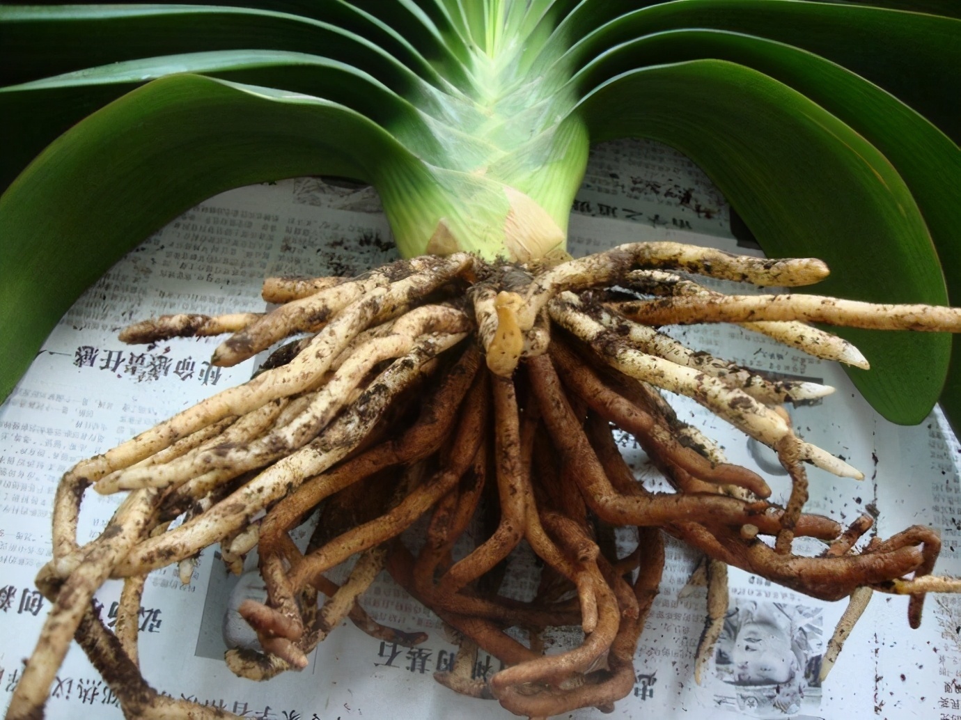 君子兰长得好不好,不在于开不开花,而在于这三个地方