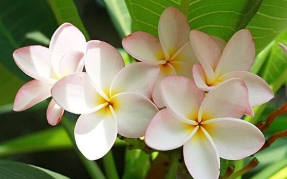 家养几款花卉,花大色艳胜玫瑰,花朵烂漫迷人,颜值超高的