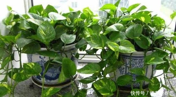 土壤结块|果皮酵素、啤酒水,1周“松土”1次,比啥肥都强