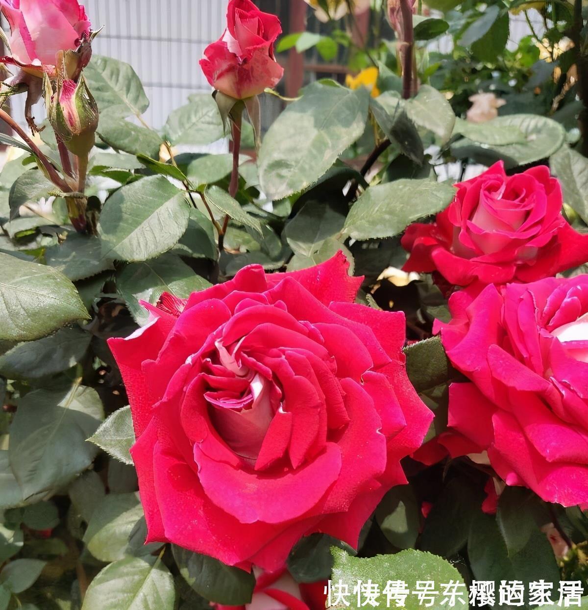 种花|越晒越旺的三种花,阳台上养一盆,一整个夏天开花很热闹