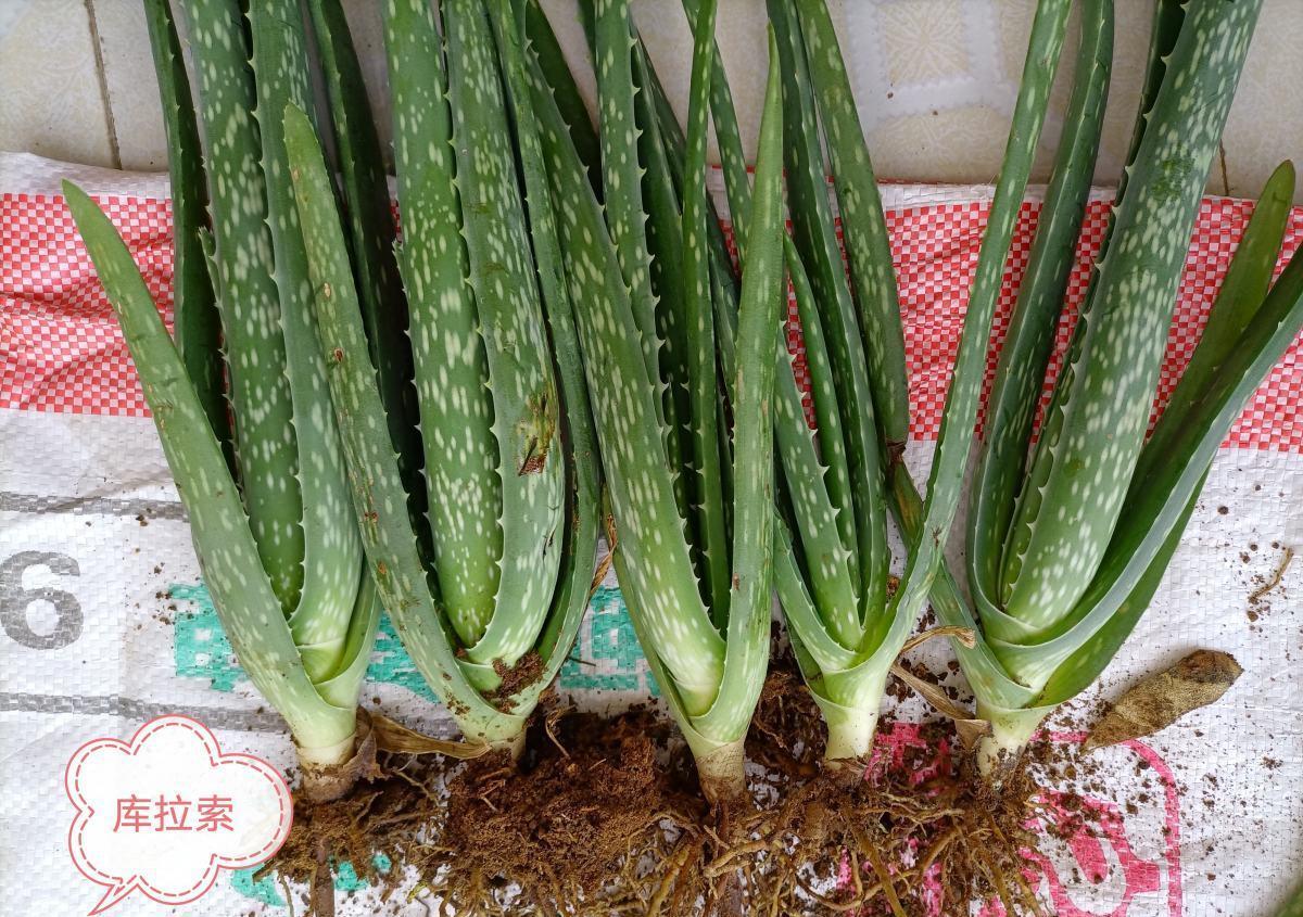 家里养的芦荟,养生还美容,学会浇水长得更壮