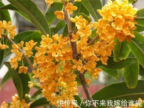 养花|院子阳台不要瞎养花,推荐几种树,果子好吃还能添福