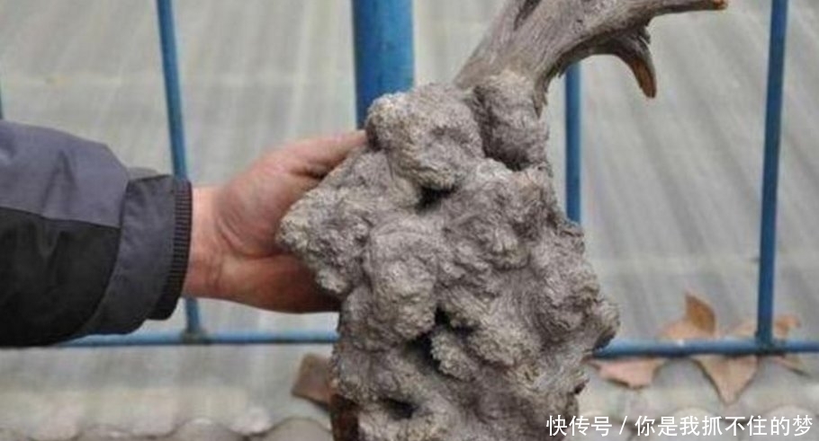 带回家|大爷上山摘野果,无意瞥见“天然水泥块”,带回家一瞧发现是宝贝