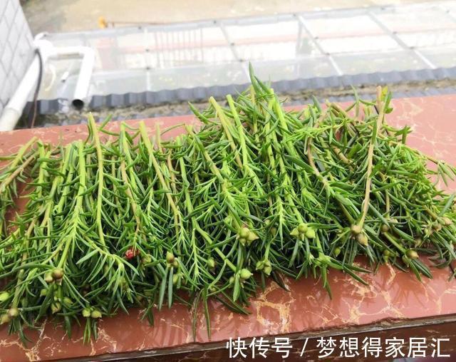 养花|三种夏日花,扦插正当时,喜欢的建议尽快繁殖“小苗”
