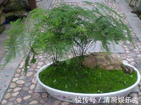 每月给文竹盆里埋几颗“豆”，新芽蹭蹭冒，一年花开就结果！