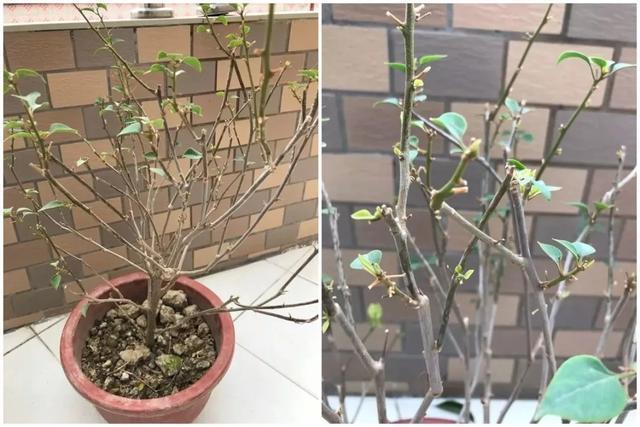 扦插|三角梅的养护大全摘光叶子，少浇水，使劲晒，开花爆满盆