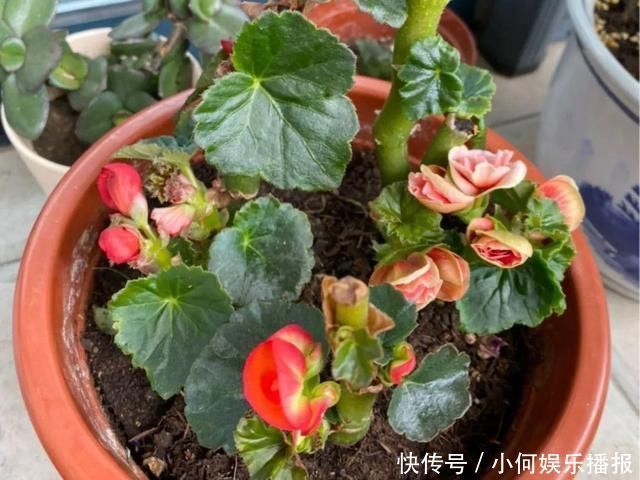 公认难养的20种花,养一盆死一盆,下次还敢买