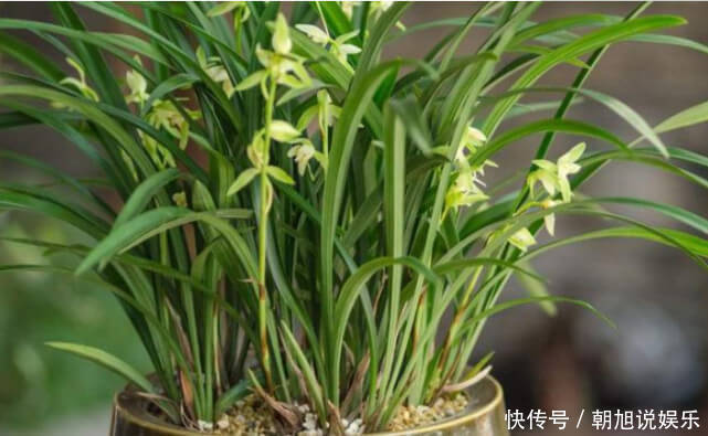 磷酸二氢钾|让“兰花”开爆盆记住几点,新芽冒得快,开花多,跟着学就行了