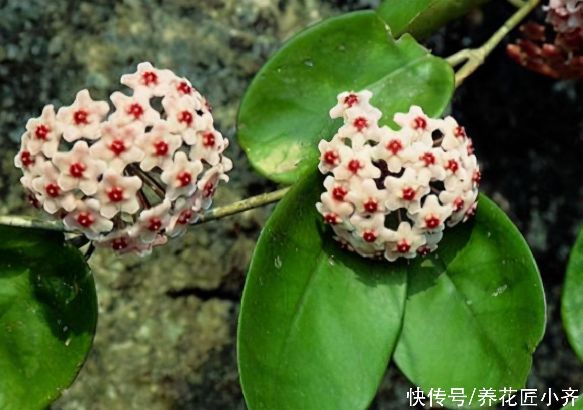 花芽|进入夏季想要球兰开花？学会这个窍门，轻松开满花，香气十足
