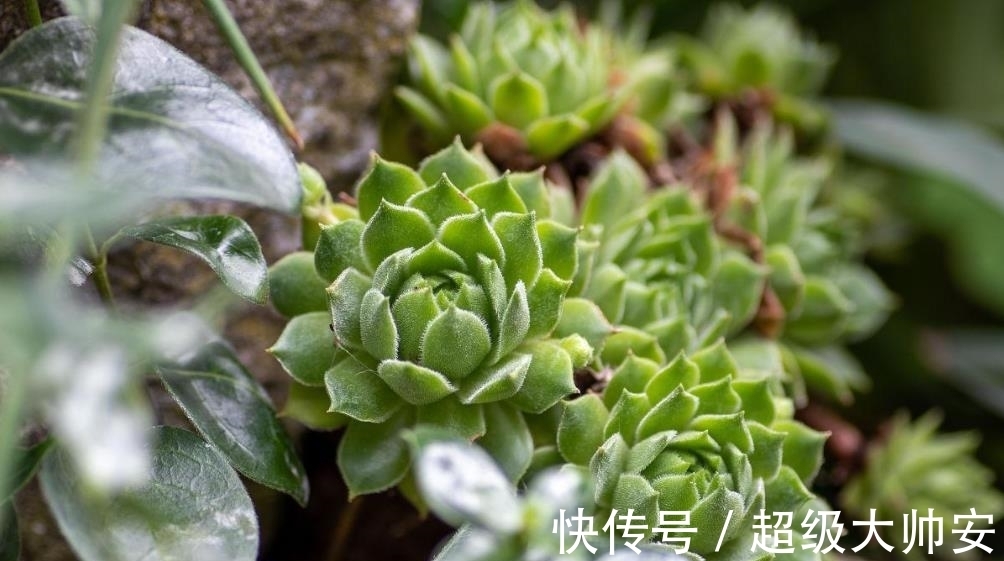 冬天植物养不好,别怪天气,方法不对