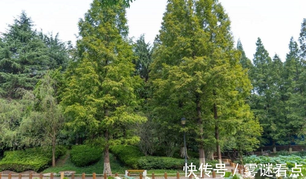 水杉|路边的这几种松柏,明明很常见,却又分不清!